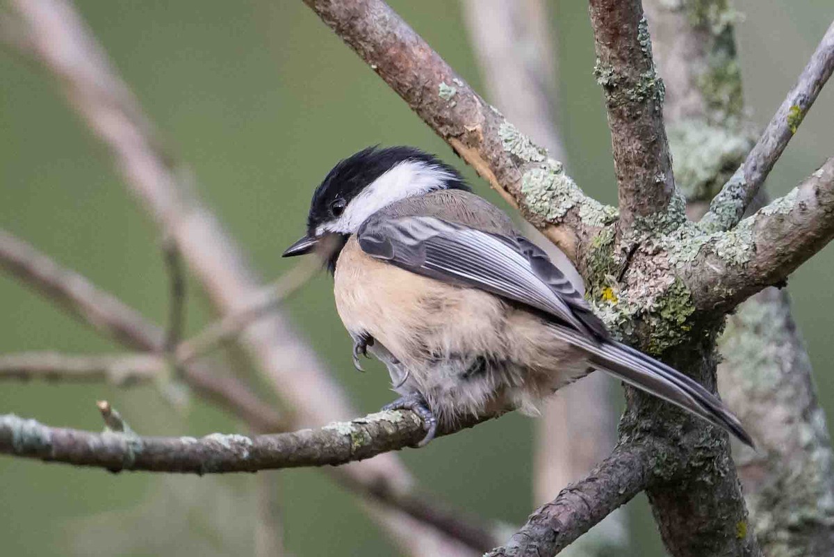 Black-capped Chickadee - ML624187558