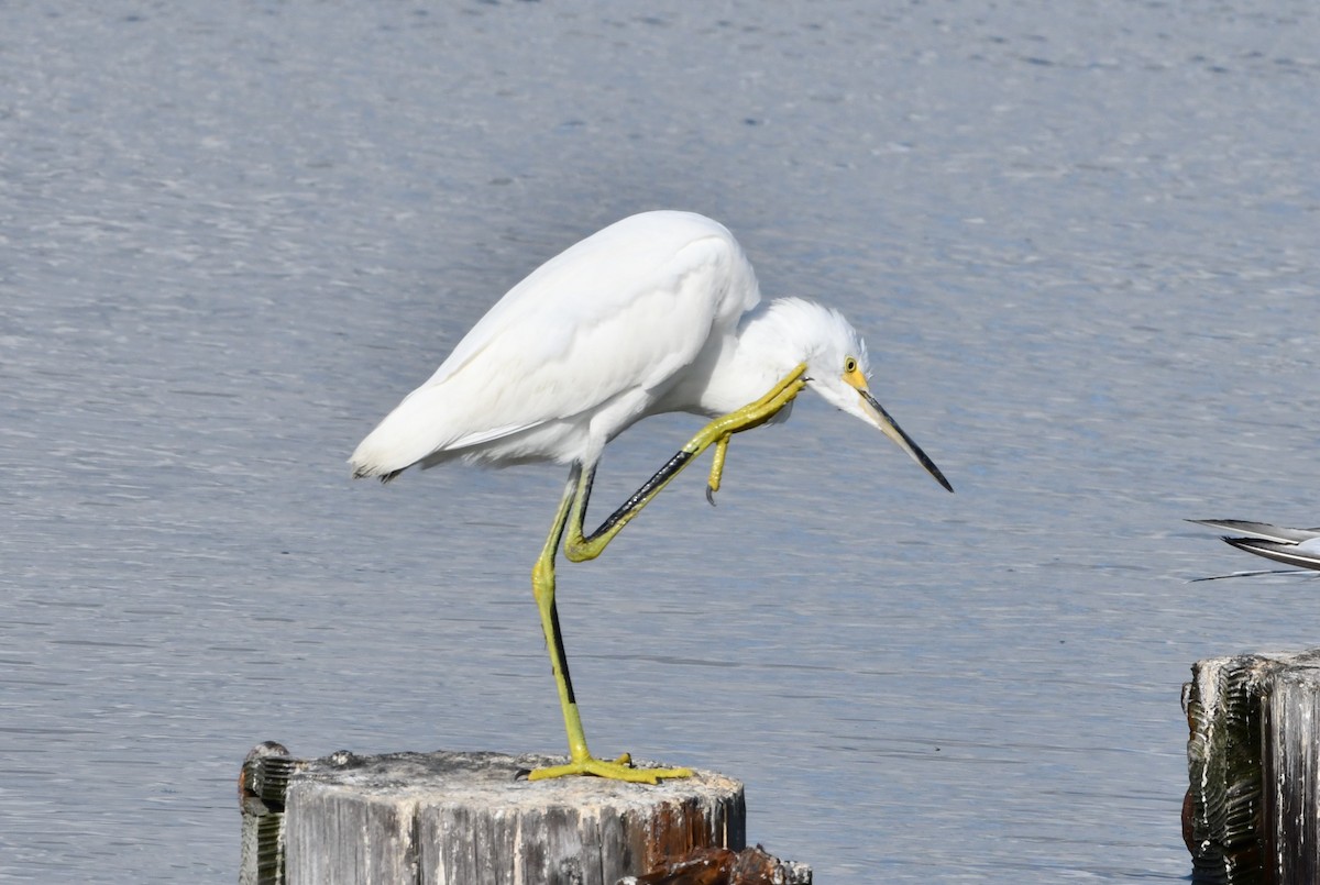 Snowy Egret - ML624187571