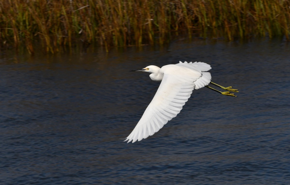 Snowy Egret - ML624187581