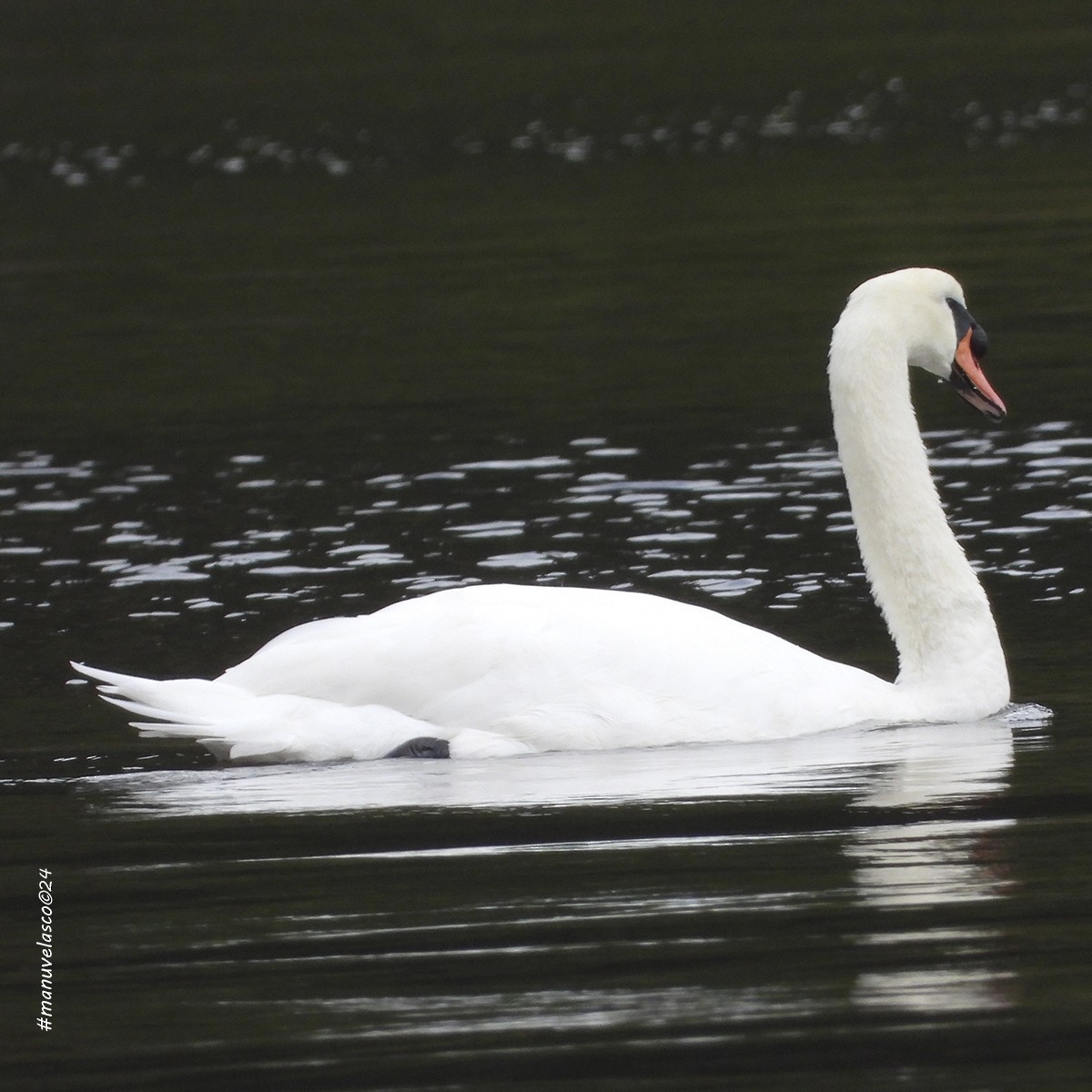 Mute Swan - ML624187597