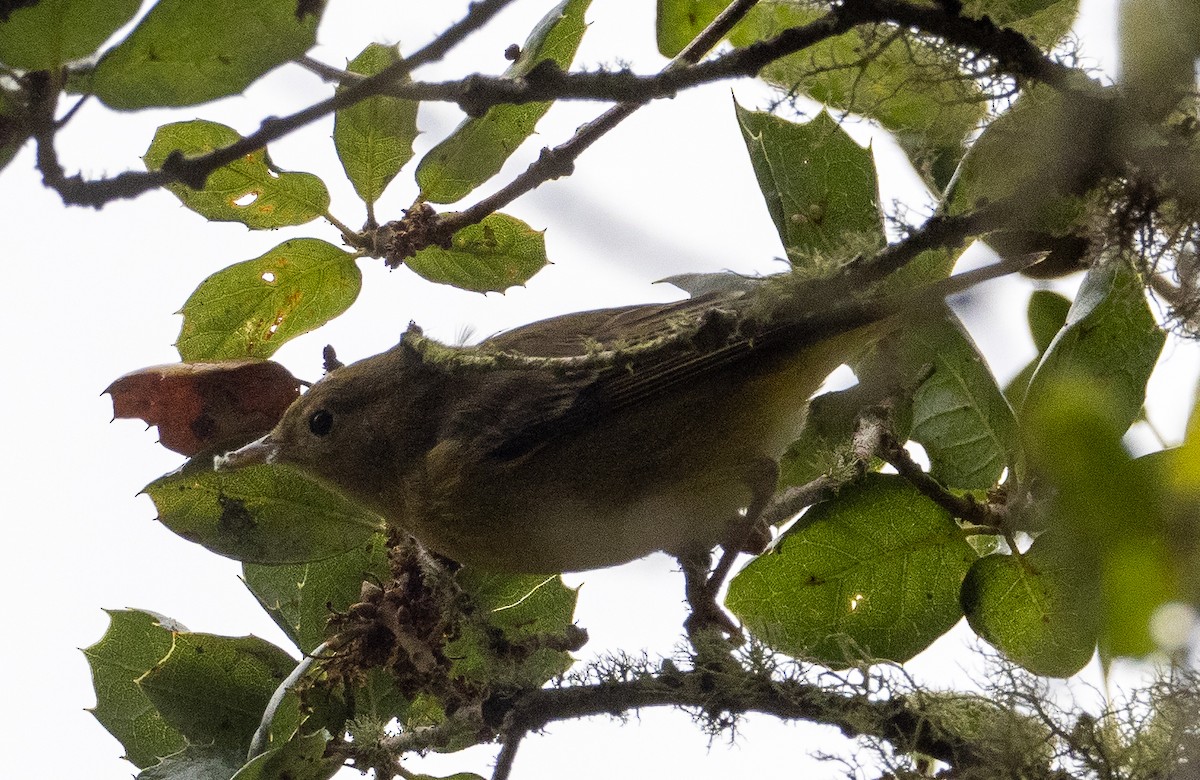 Yellow Warbler - ML624187624