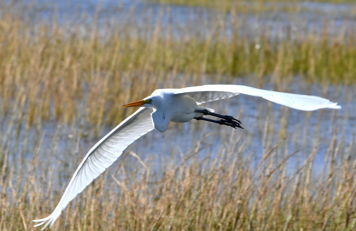 Great Egret - ML624187661