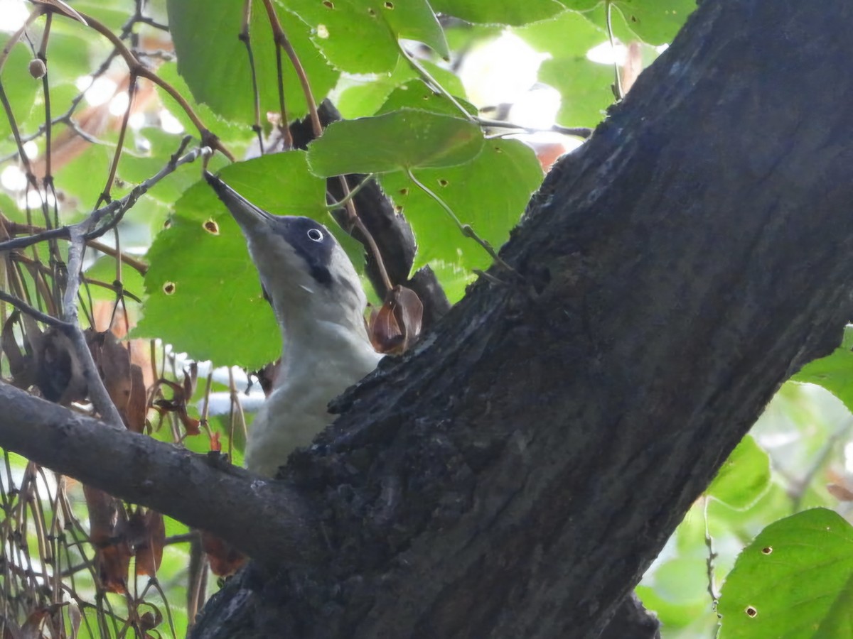Eurasian Green Woodpecker - ML624187662