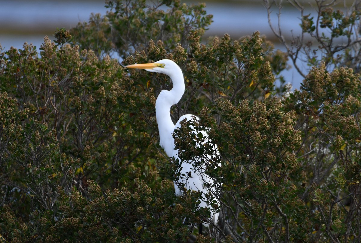 Great Egret - ML624187675