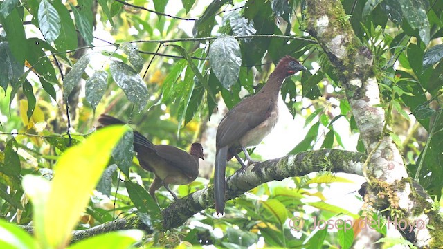 Rufous-headed Chachalaca - ML624187691