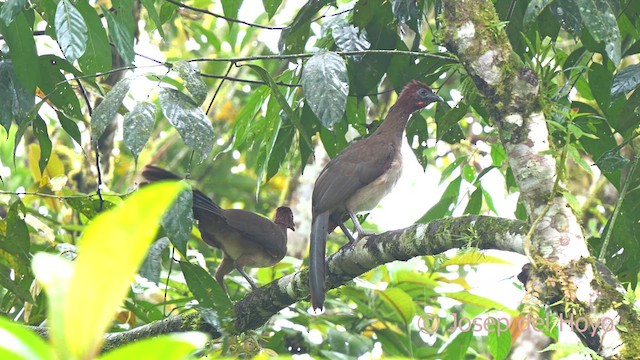 Rufous-headed Chachalaca - ML624187691