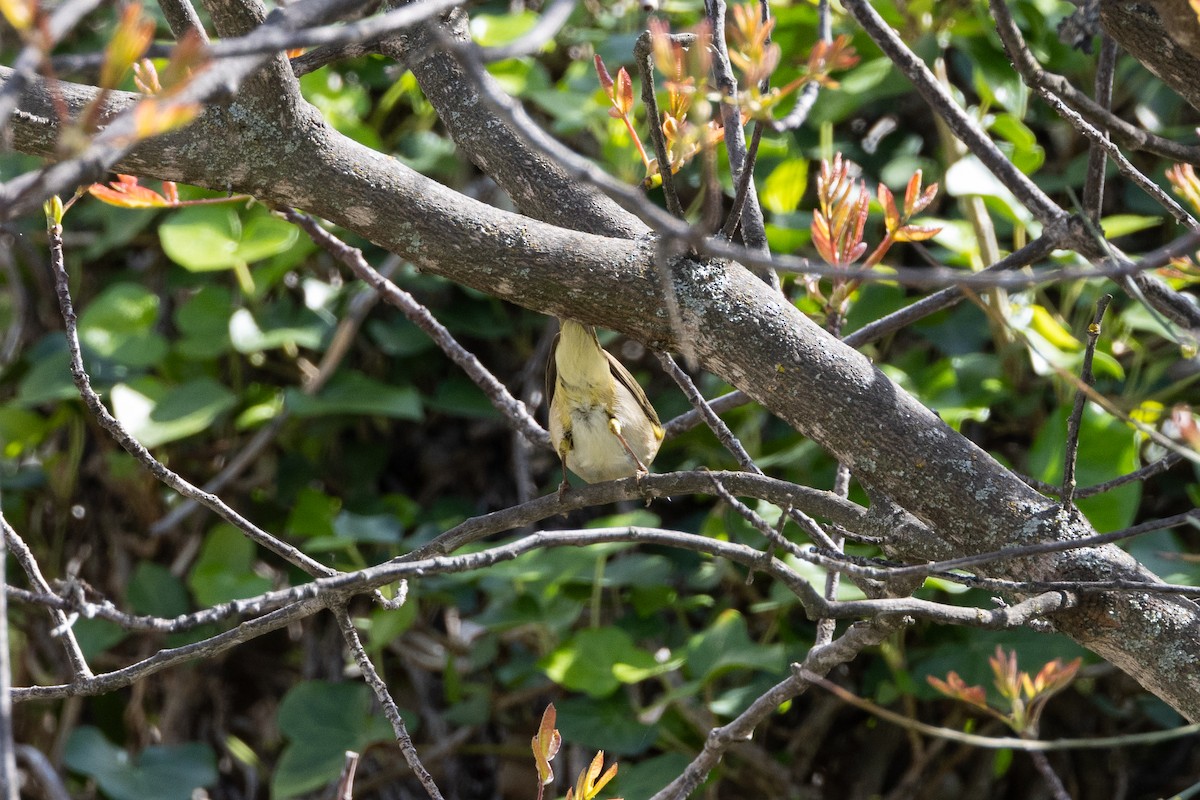 Common/Iberian Chiffchaff - ML624187693