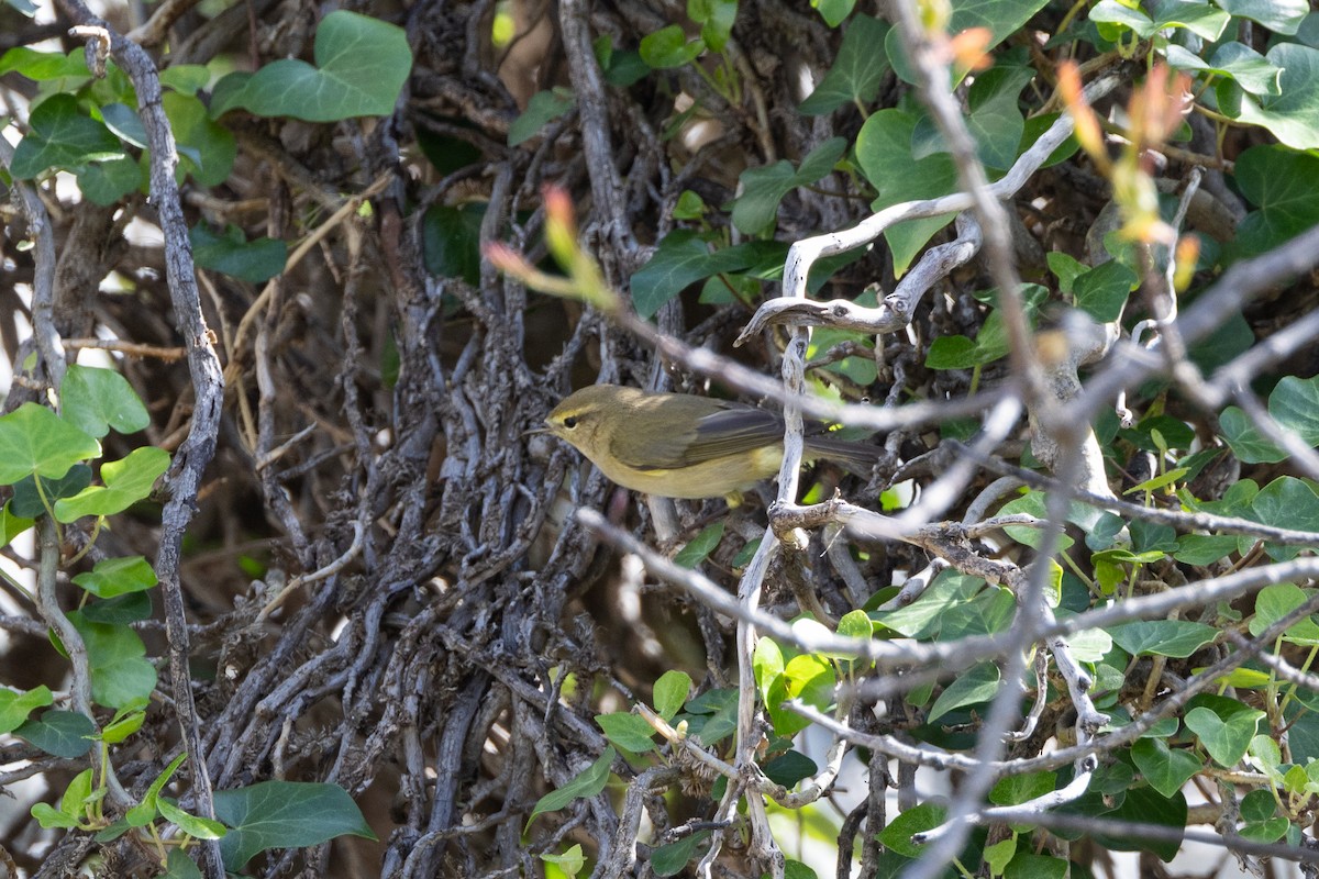 Common/Iberian Chiffchaff - ML624187694