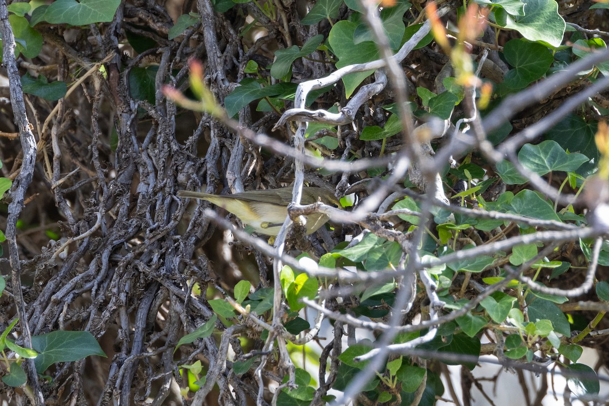 Common/Iberian Chiffchaff - ML624187695