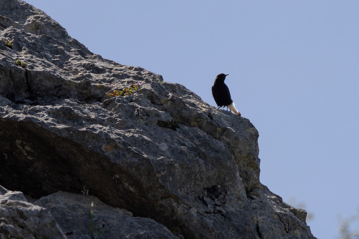 Black Wheatear - ML624187700