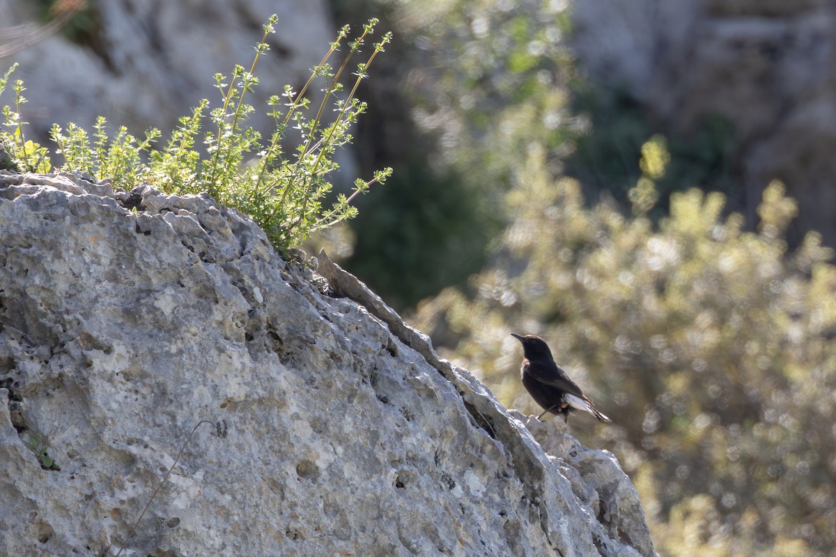 Black Wheatear - ML624187701