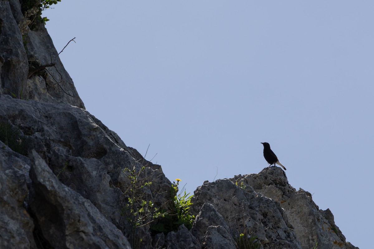 Black Wheatear - ML624187702