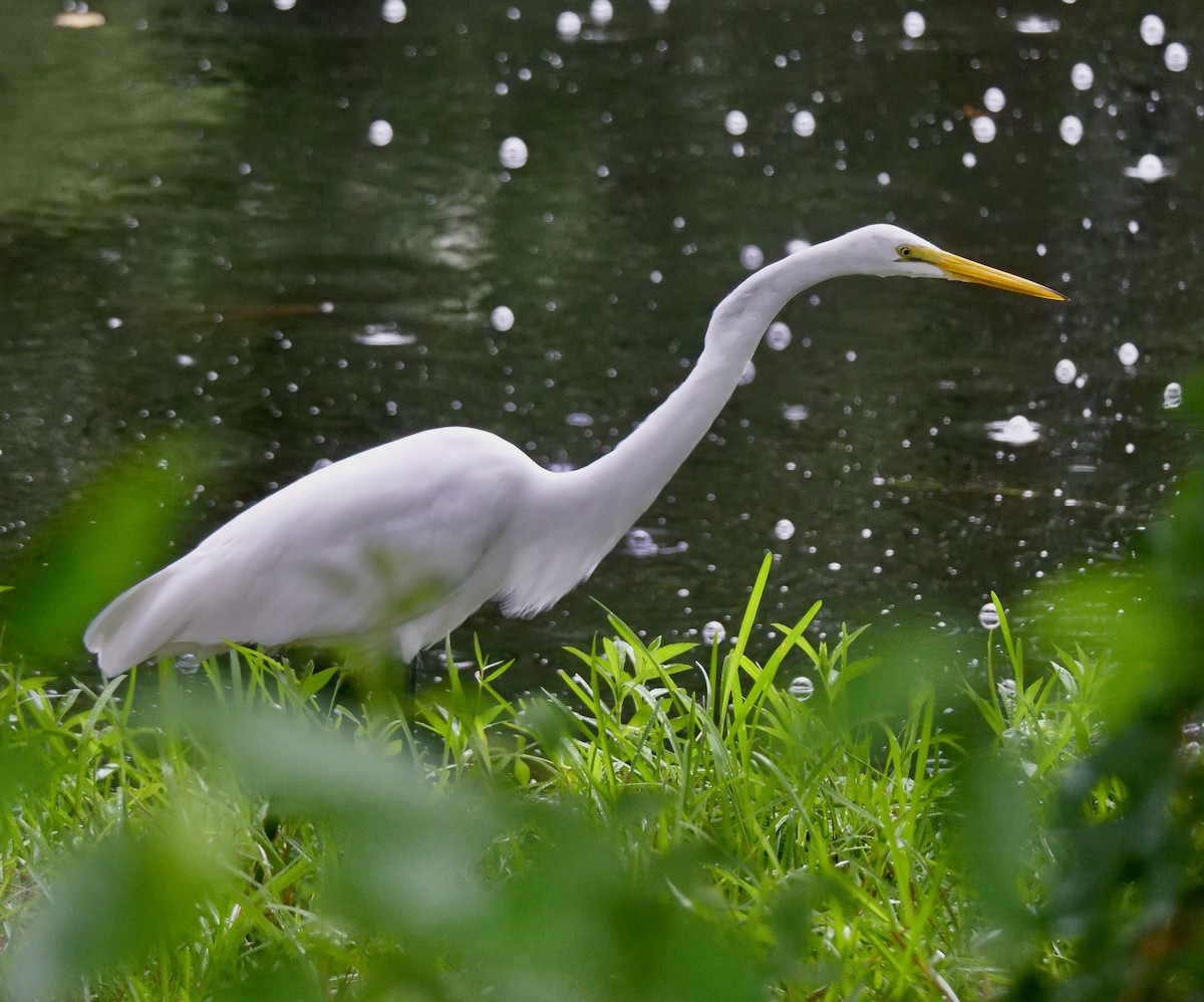 Great Egret - ML624187703