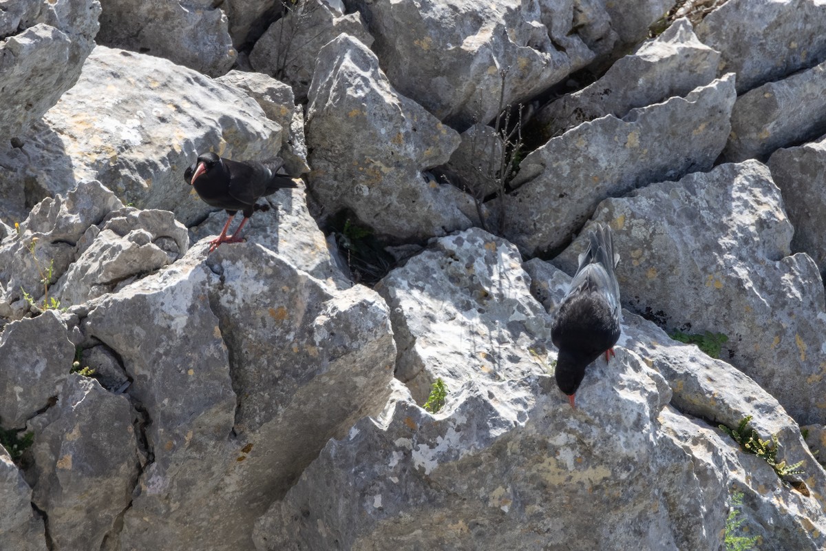 Red-billed Chough - ML624187705