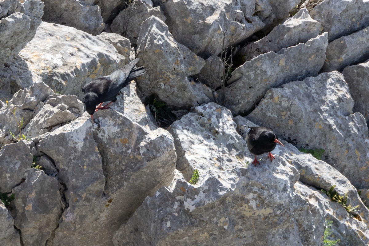 Red-billed Chough - ML624187706