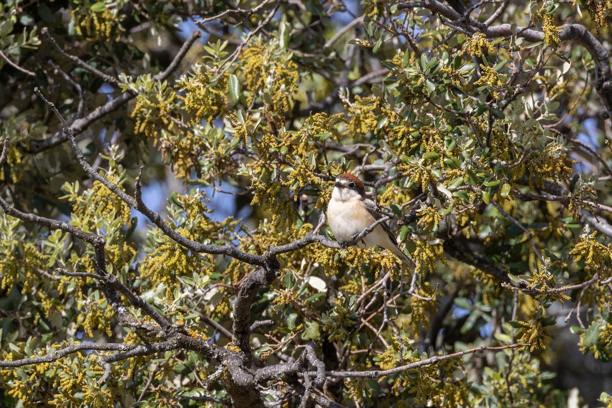 Woodchat Shrike - ML624187717