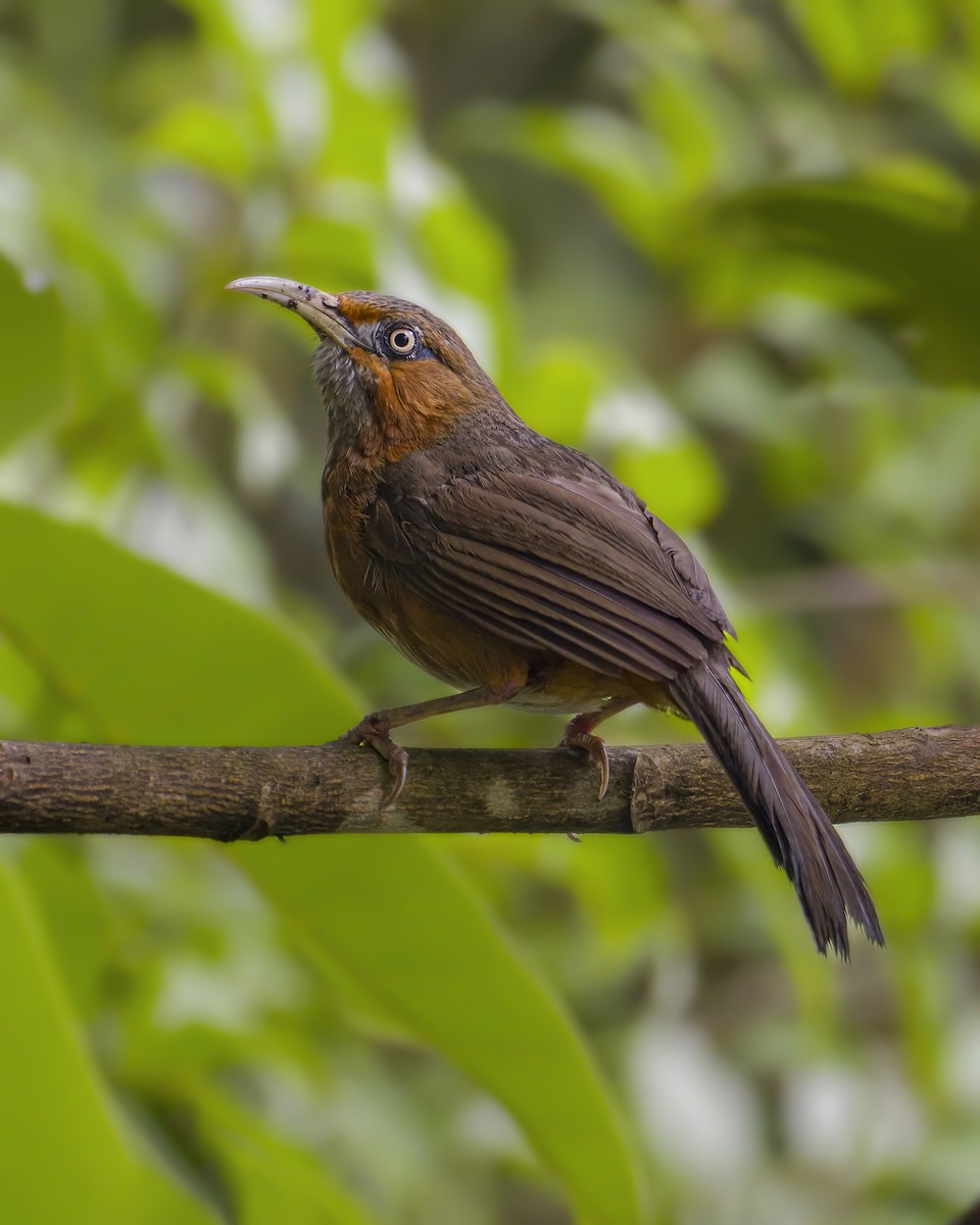 Rusty-cheeked Scimitar-Babbler - ML624187724