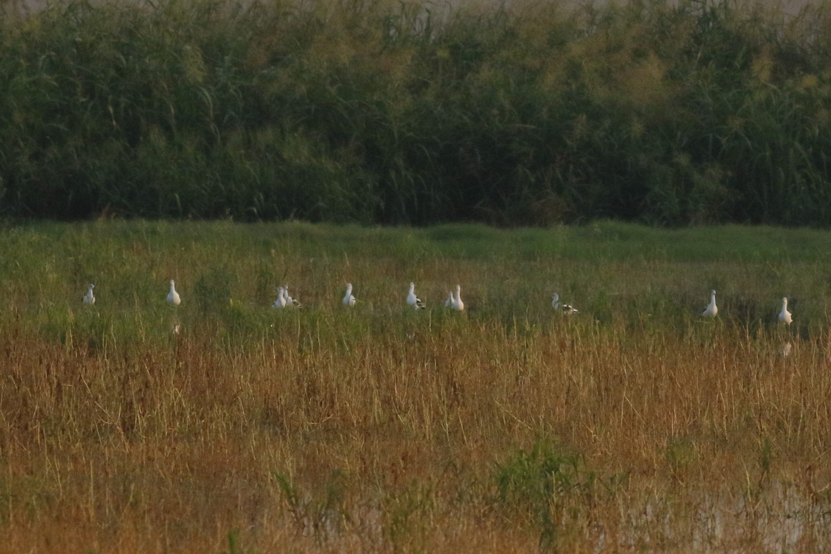 American Avocet - Cliff VanNostrand