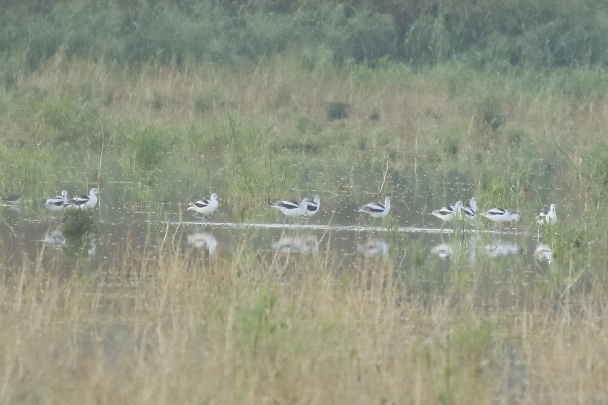 Avocette d'Amérique - ML624187740