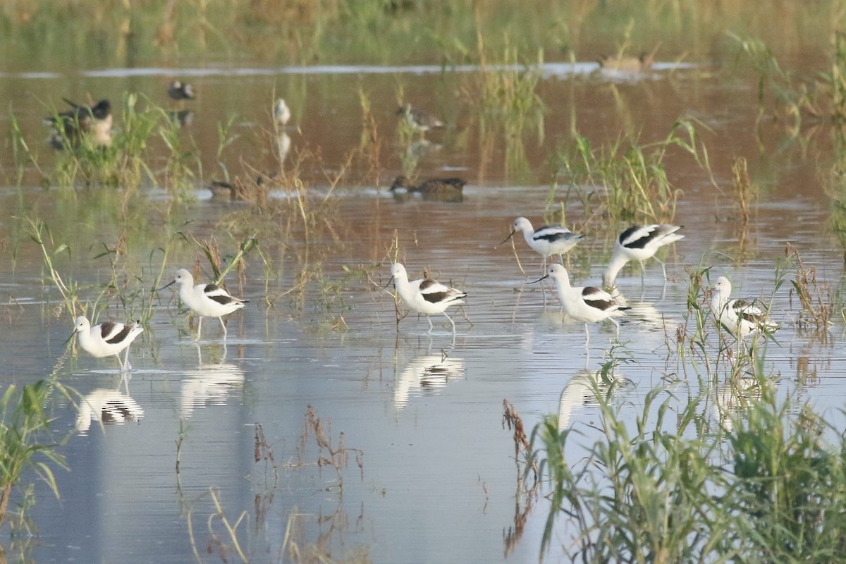 Avocette d'Amérique - ML624187741