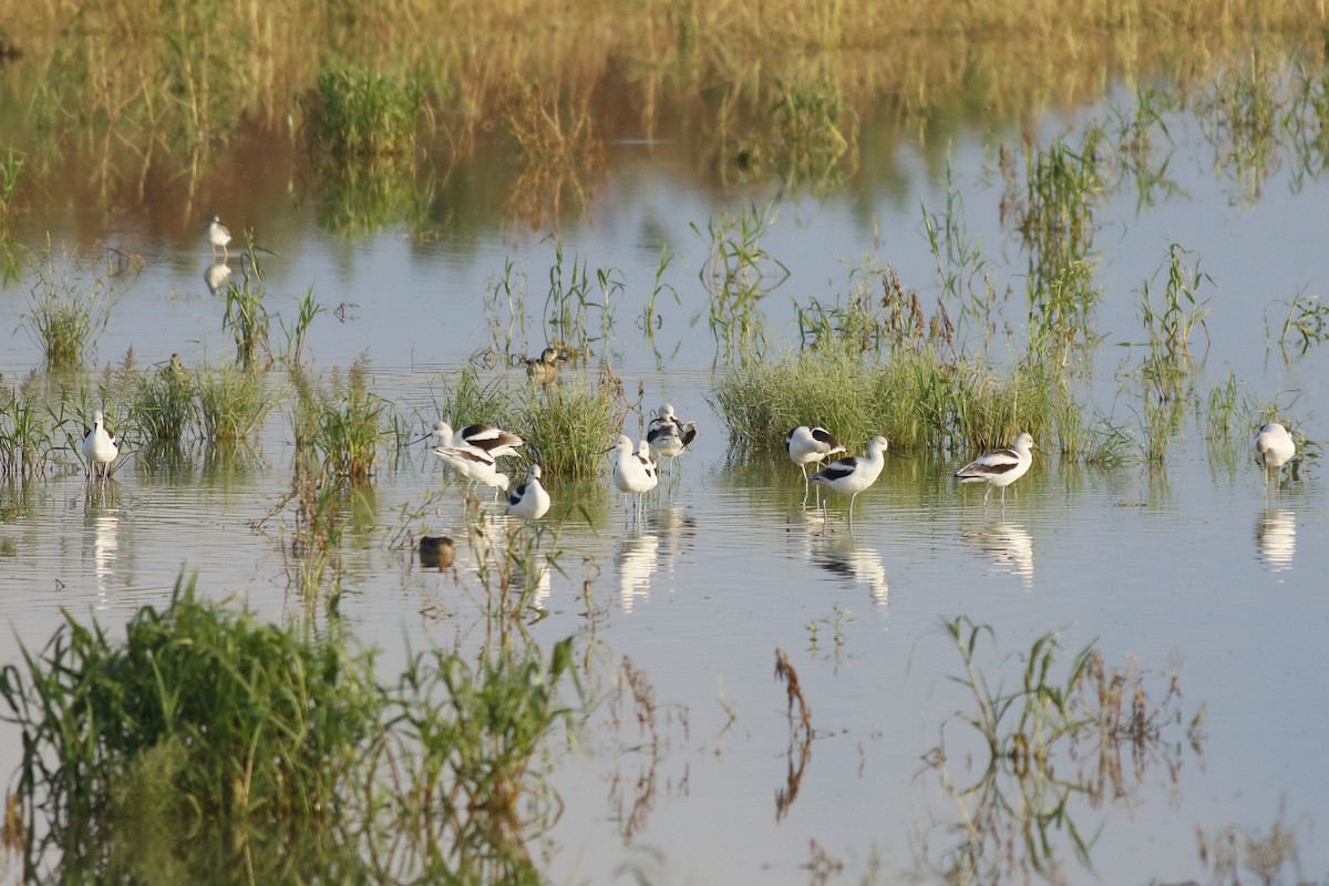 Avocette d'Amérique - ML624187742