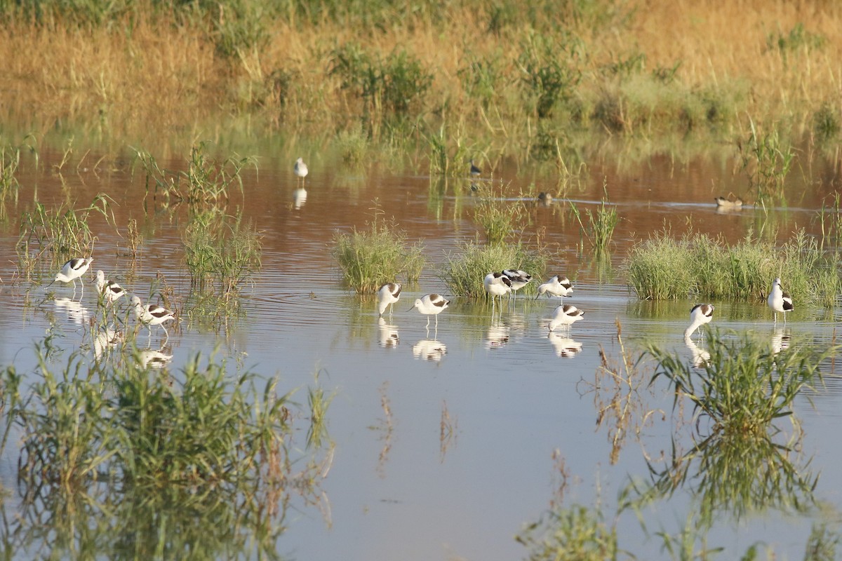 Avocette d'Amérique - ML624187743