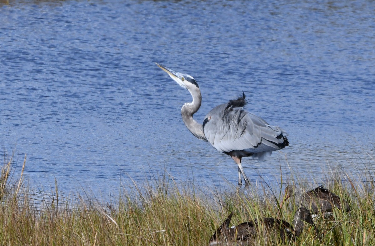 Great Blue Heron - ML624187780