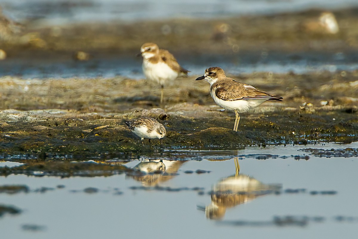 Tibetan Sand-Plover - Francesco Veronesi