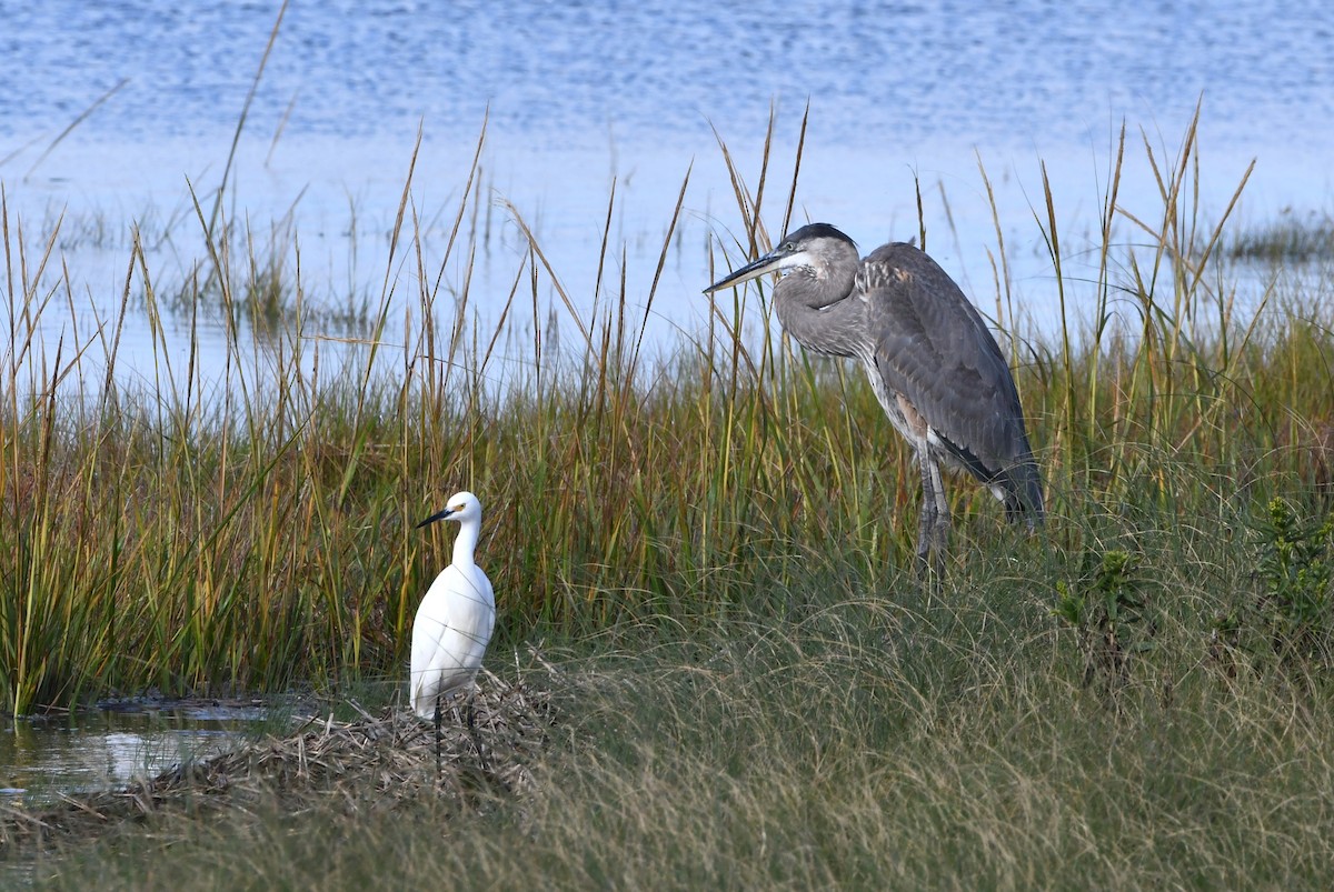 Great Blue Heron - ML624187827