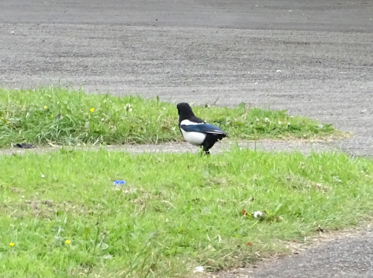 Eurasian Magpie (Eurasian) - ML624187838