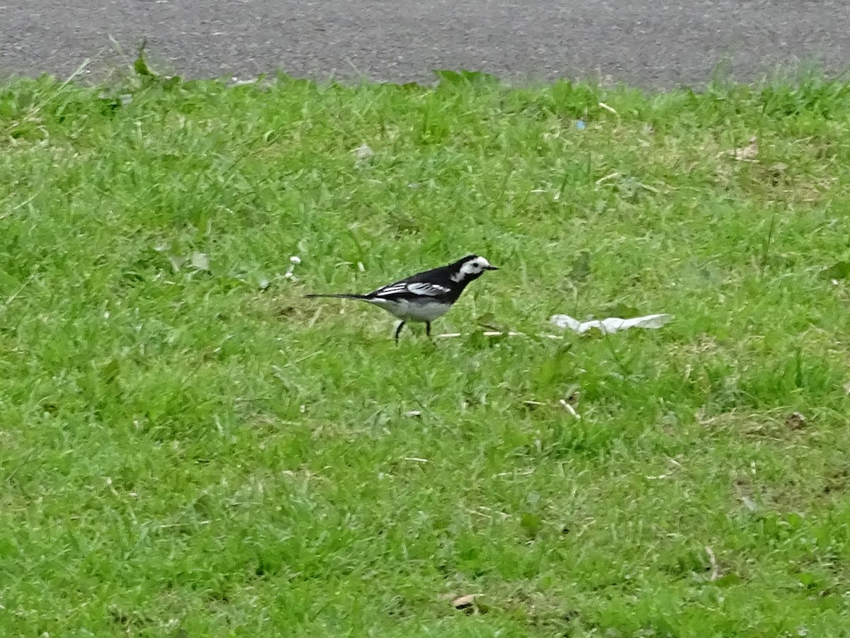 White Wagtail (British) - ML624187851