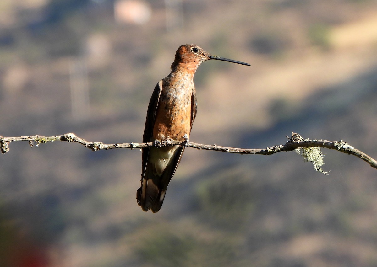 Colibri géant - ML624187852