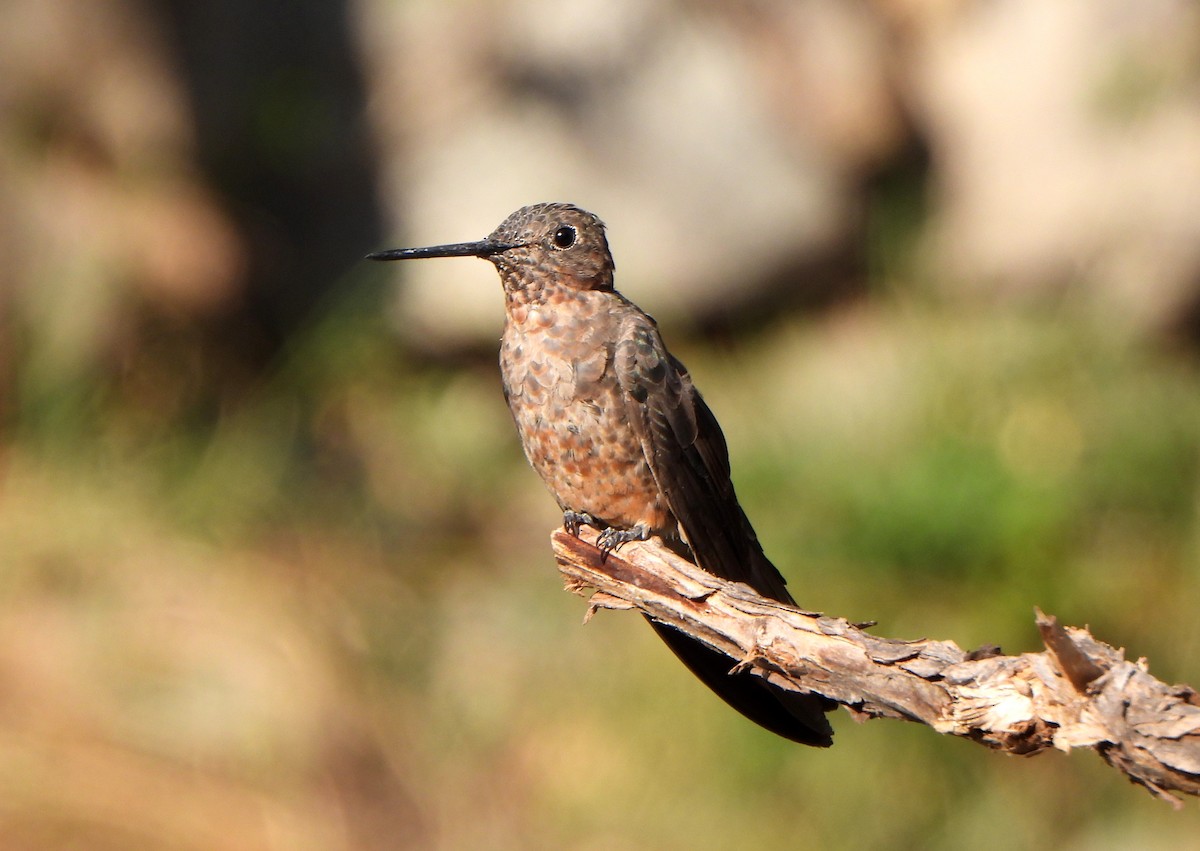 Colibri géant - ML624187853