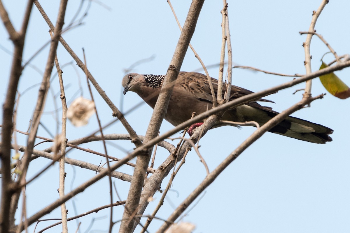 Spotted Dove - ML624187876