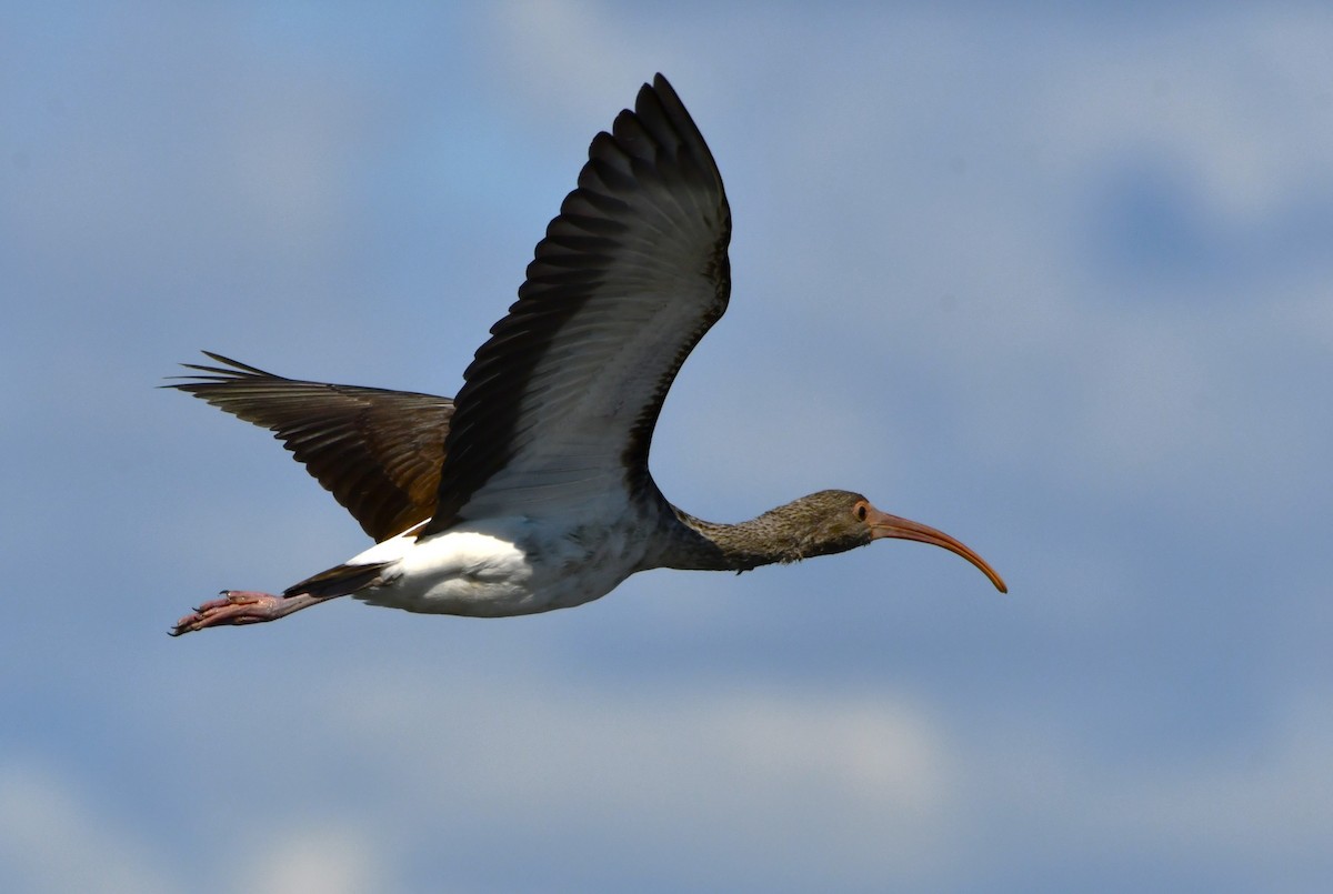 White Ibis - ML624187881