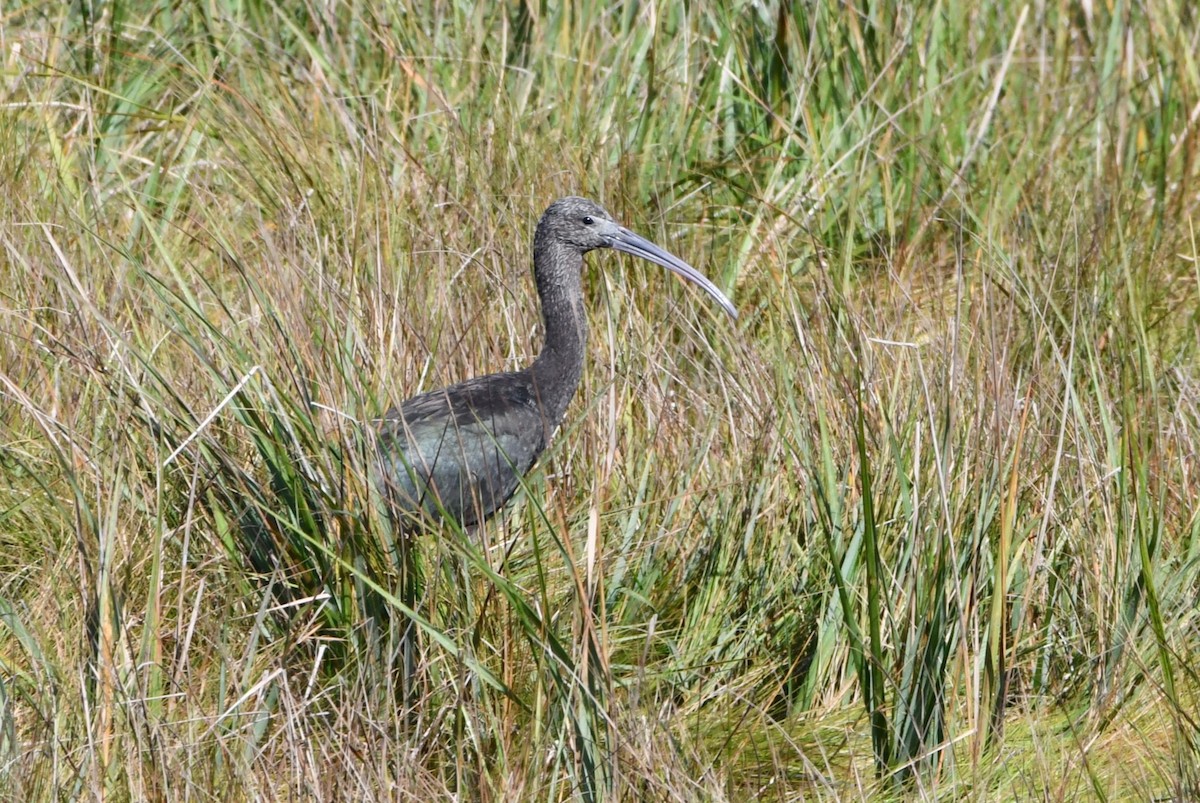 Glossy Ibis - ML624187898