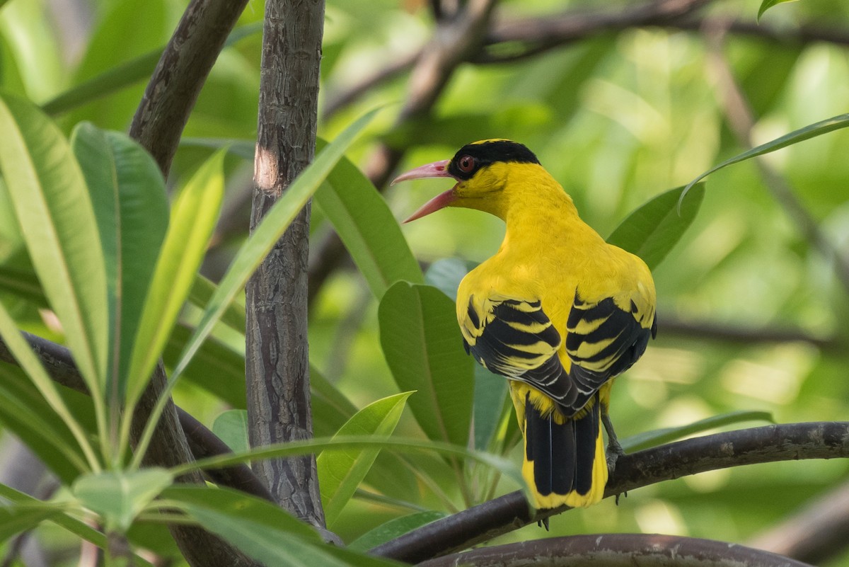 Black-naped Oriole - ML624187918