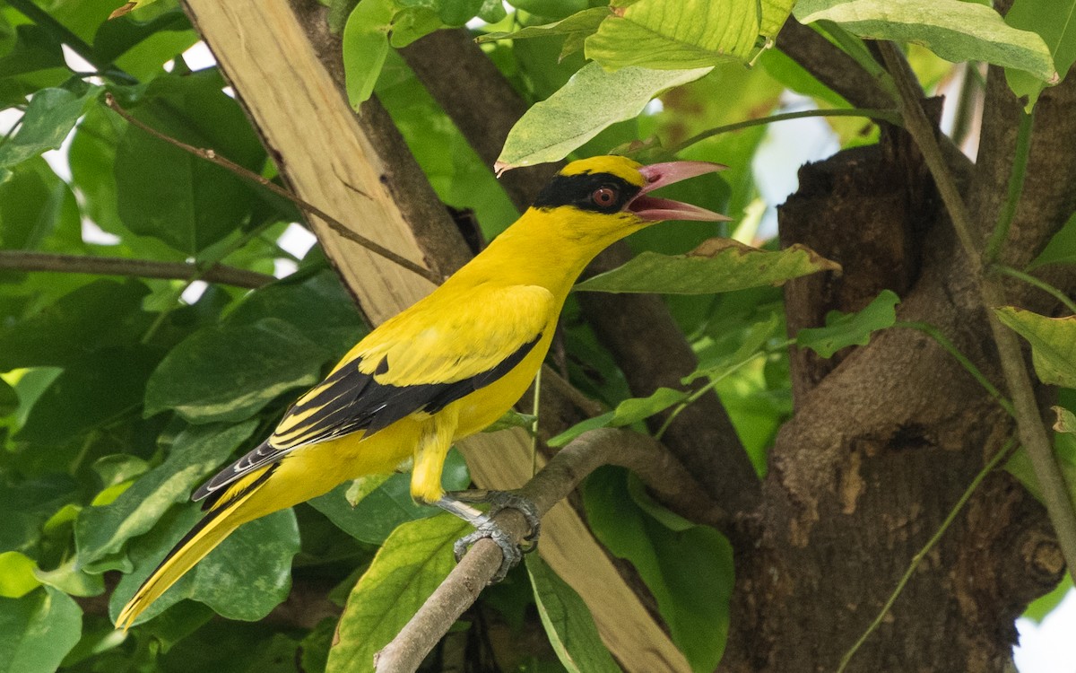 Black-naped Oriole - ML624187919