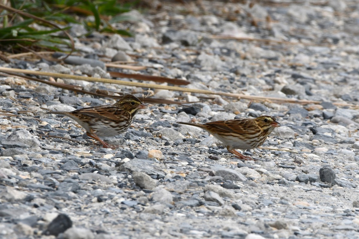 Savannah Sparrow - ML624187923