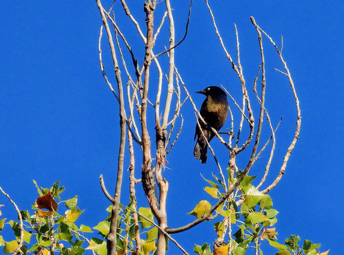 Common Grackle - ML624187933