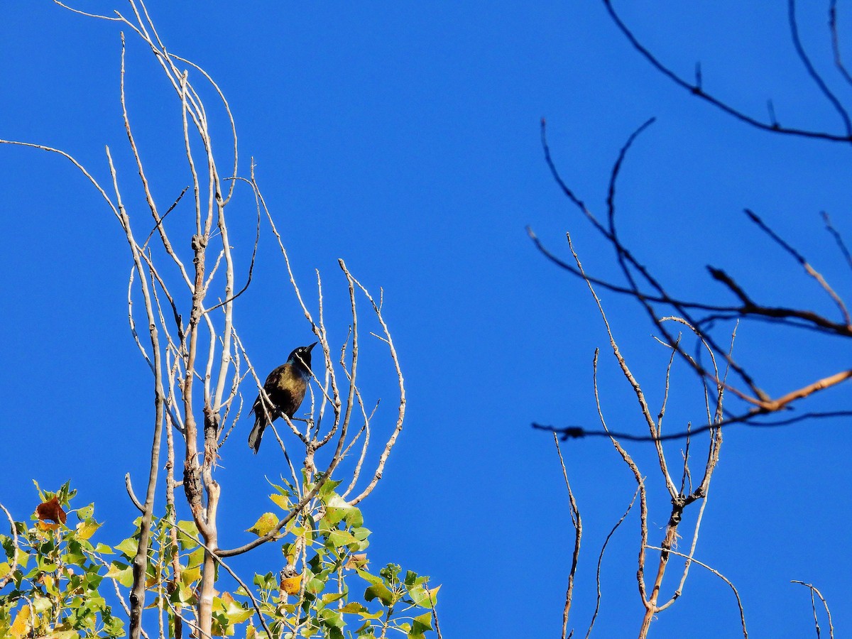 Common Grackle - ML624187934