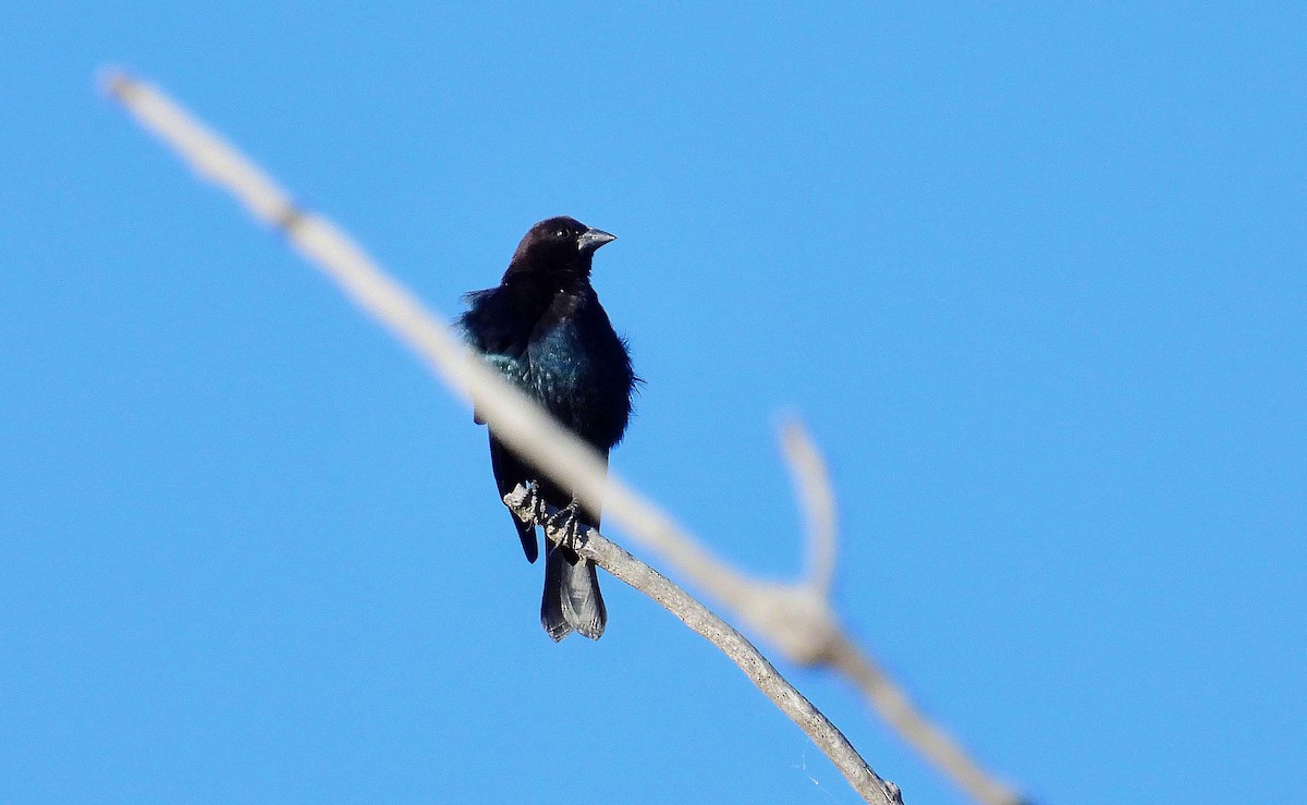 Brown-headed Cowbird - ML624187939