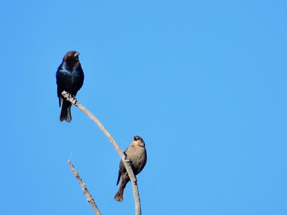 Brown-headed Cowbird - ML624187940