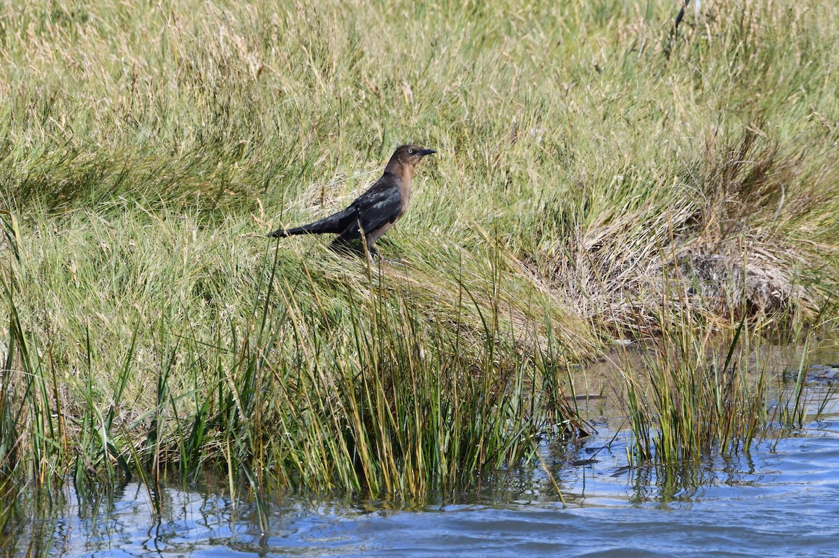 Boat-tailed Grackle - ML624187987