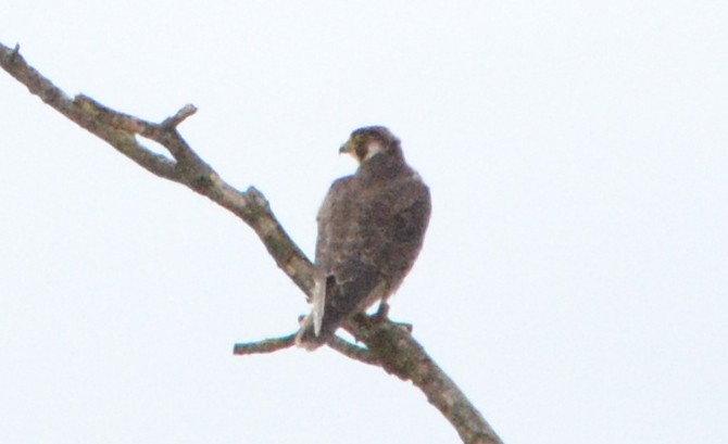 Peregrine Falcon - Lieven Simons