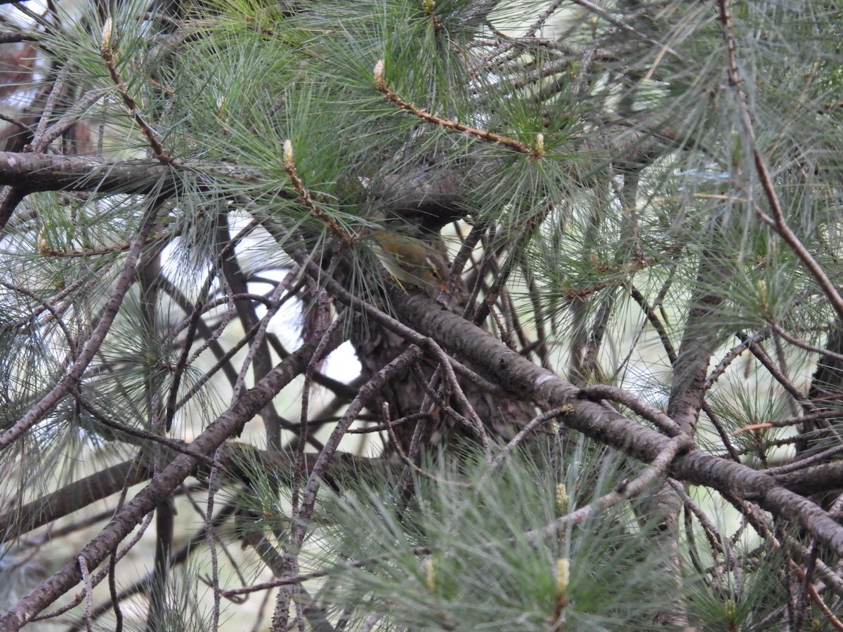 Western Crowned Warbler - ML624188006