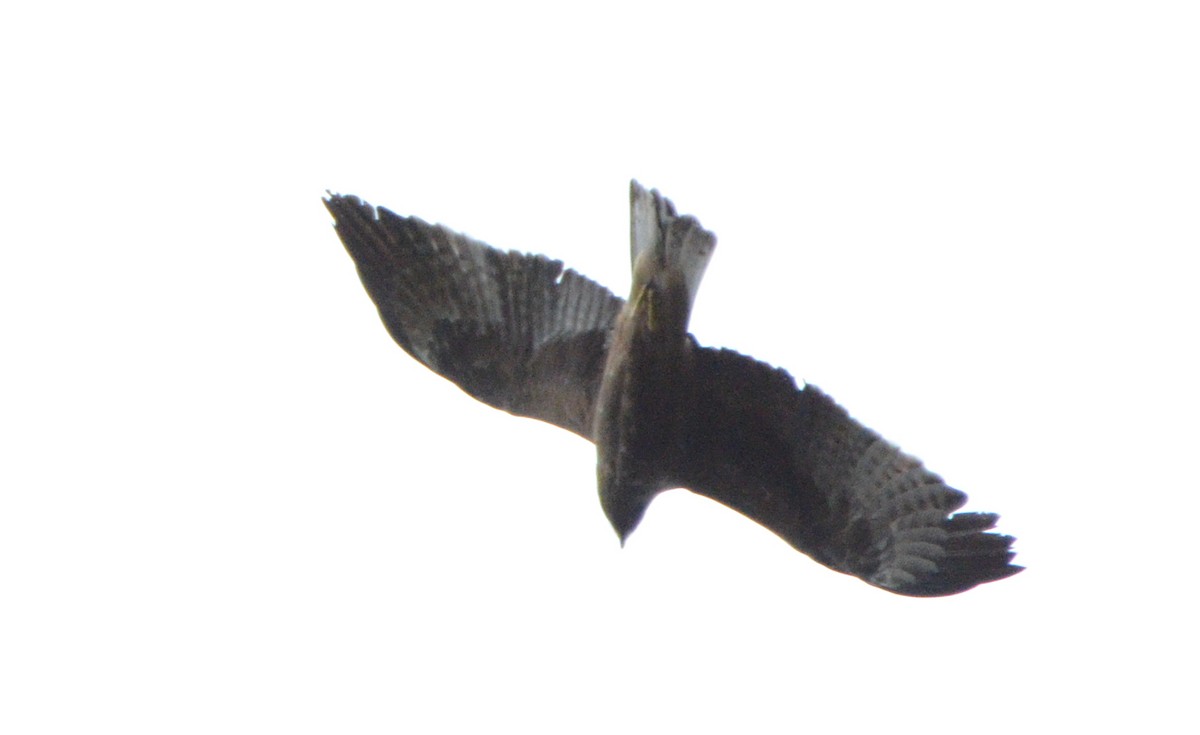 Booted Eagle - ML624188020