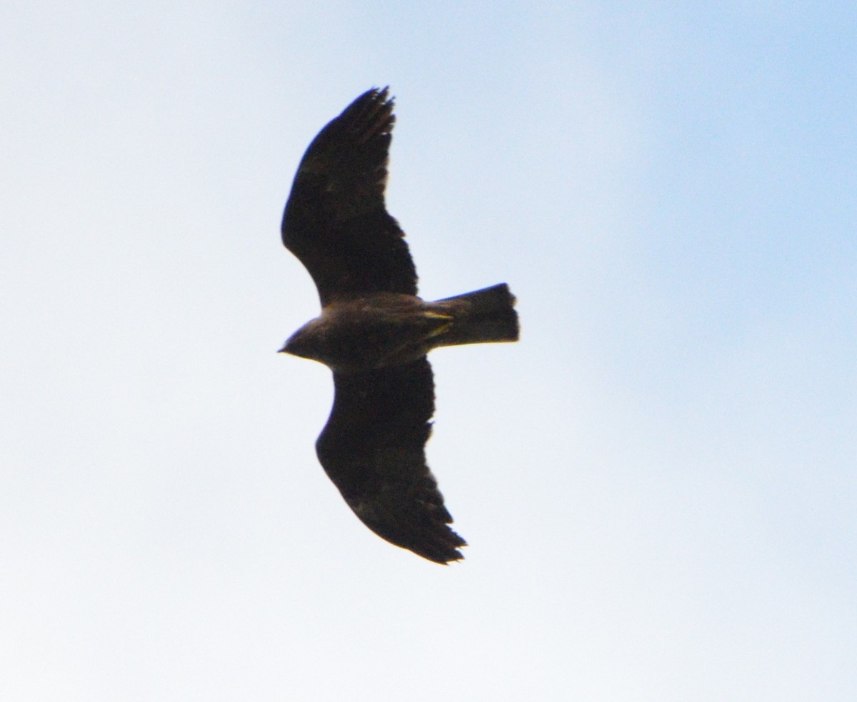 Booted Eagle - ML624188021