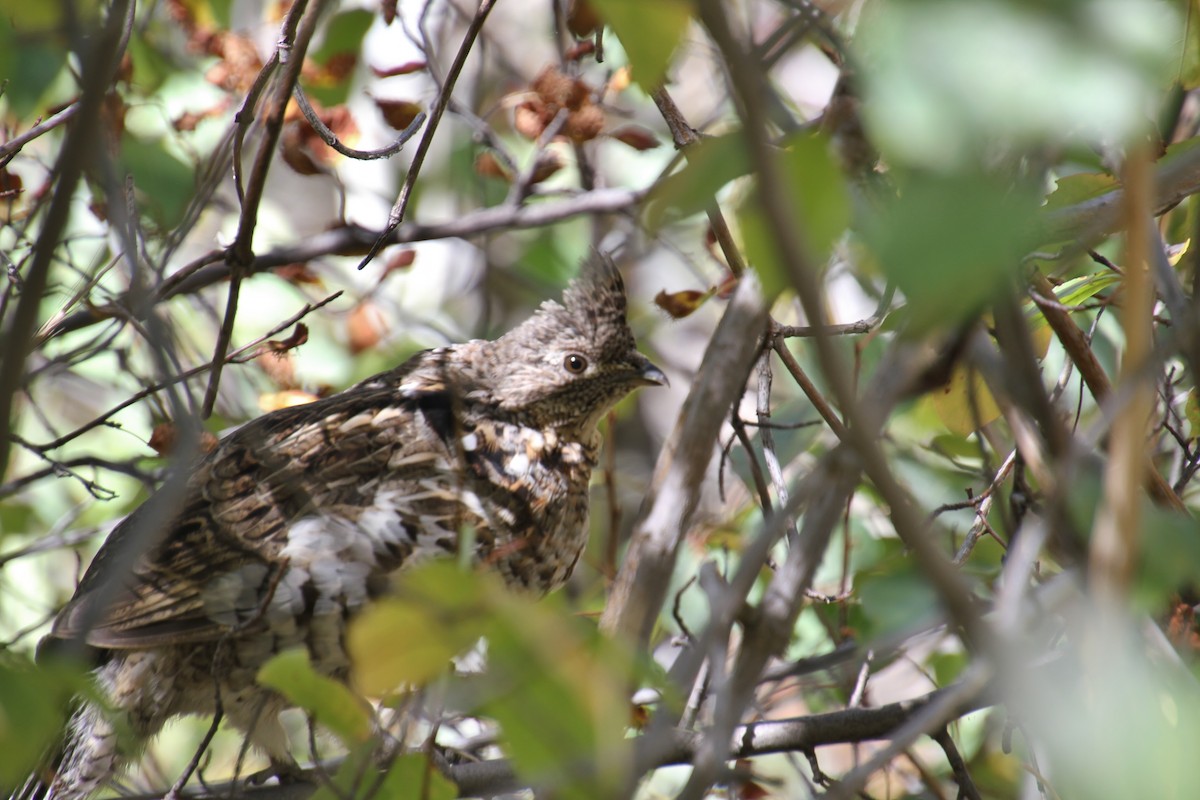 Ruffed Grouse - ML624188050