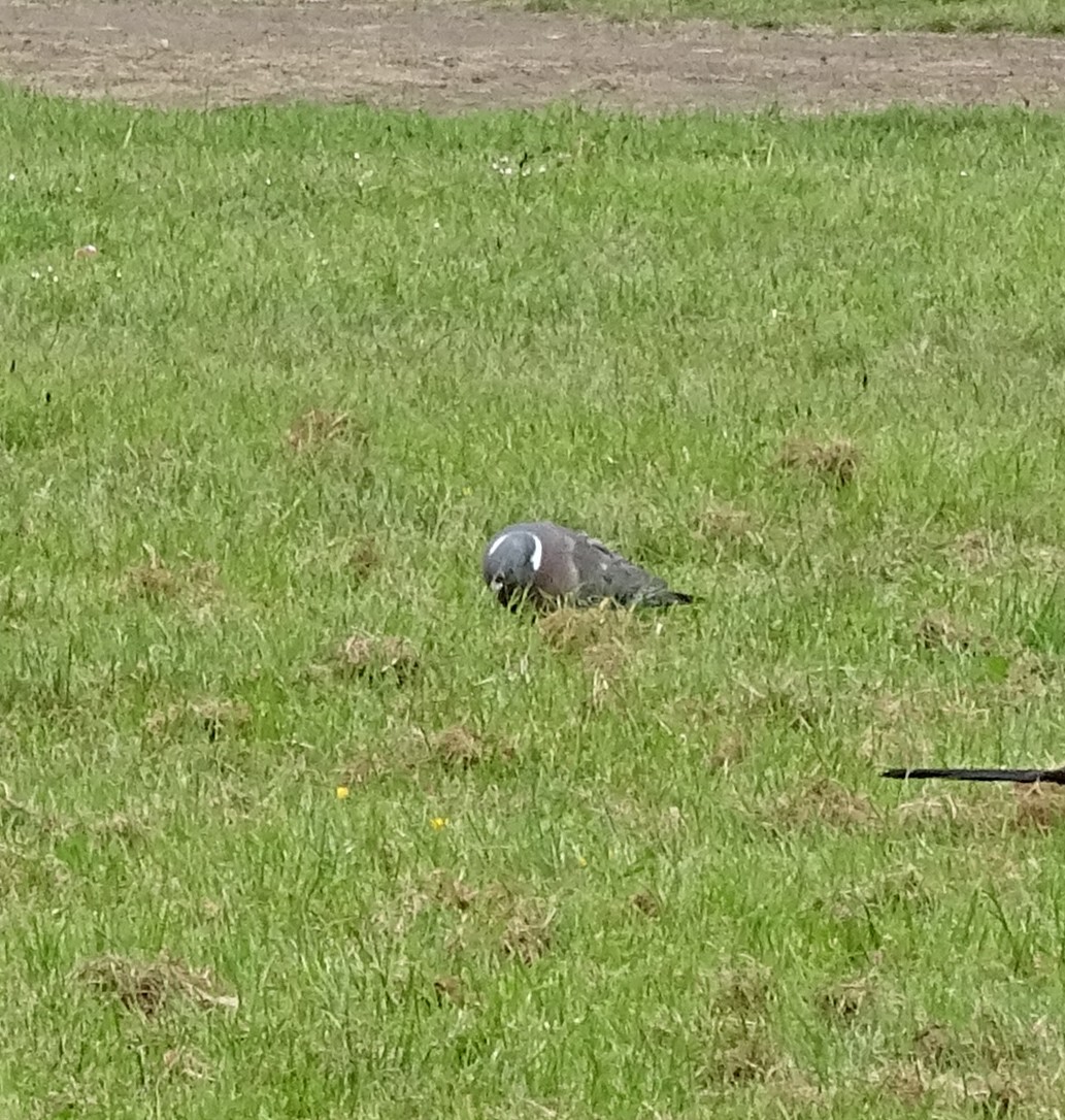 Common Wood-Pigeon (White-necked) - ML624188069